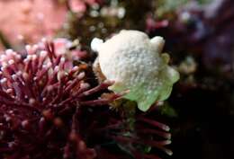 Image of Furred sponge crab