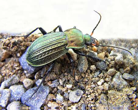 Image of immigrant sausage ground beetle