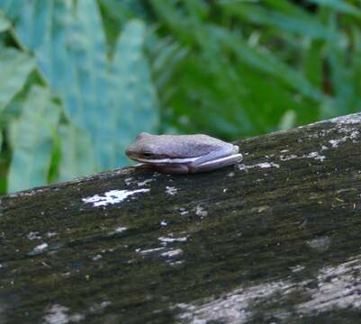 Image of American Green Treefrog