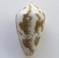 Image of Conus catus Hwass ex Bruguière 1792