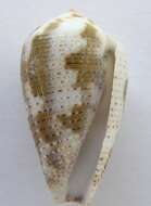 Image of Conus catus Hwass ex Bruguière 1792