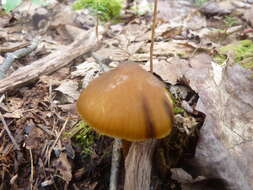 Слика од Entoloma luteum Peck 1902