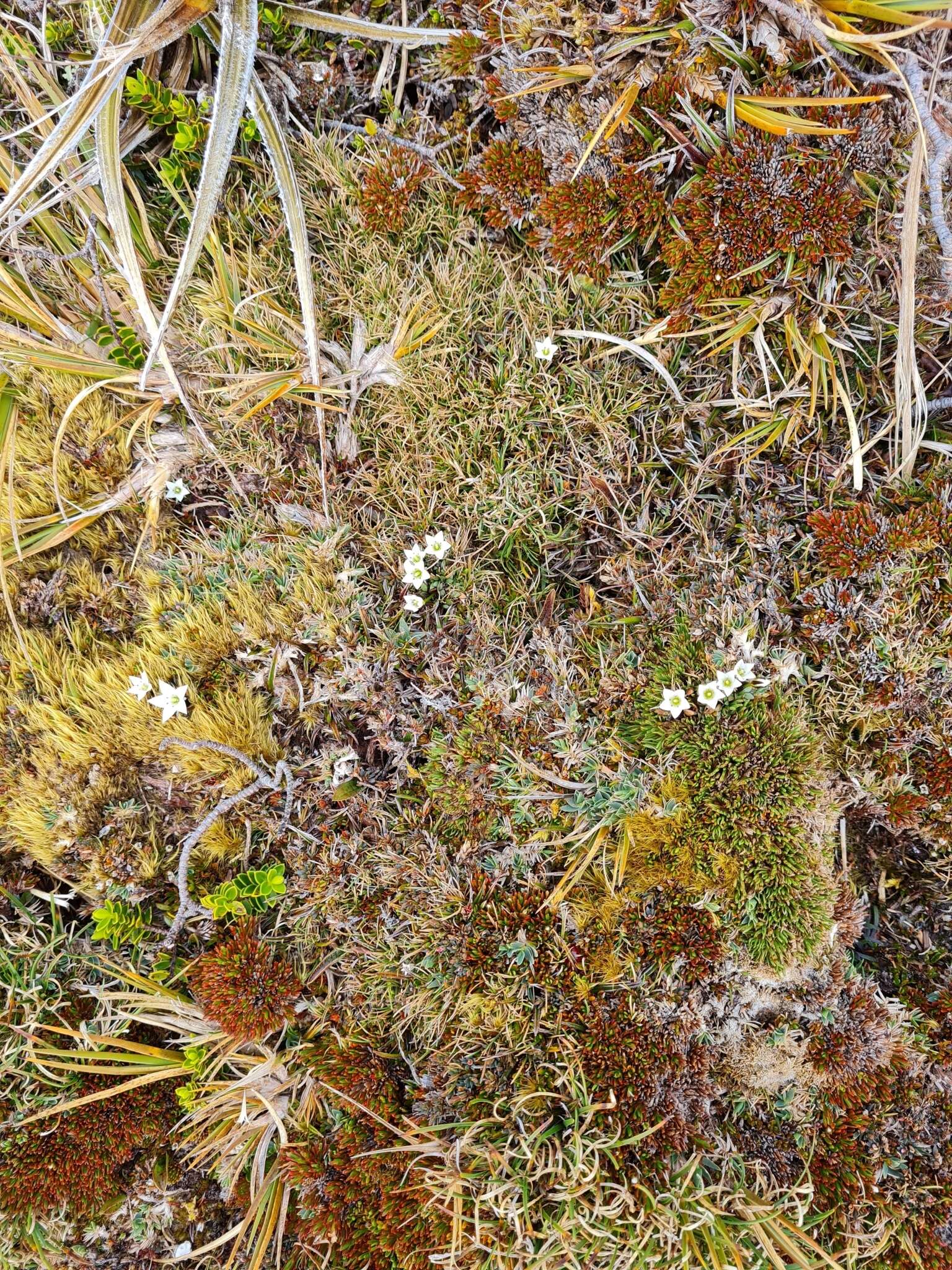 Image of Gentianella lineata (Kirk) T. N. Ho & S. W. Liu