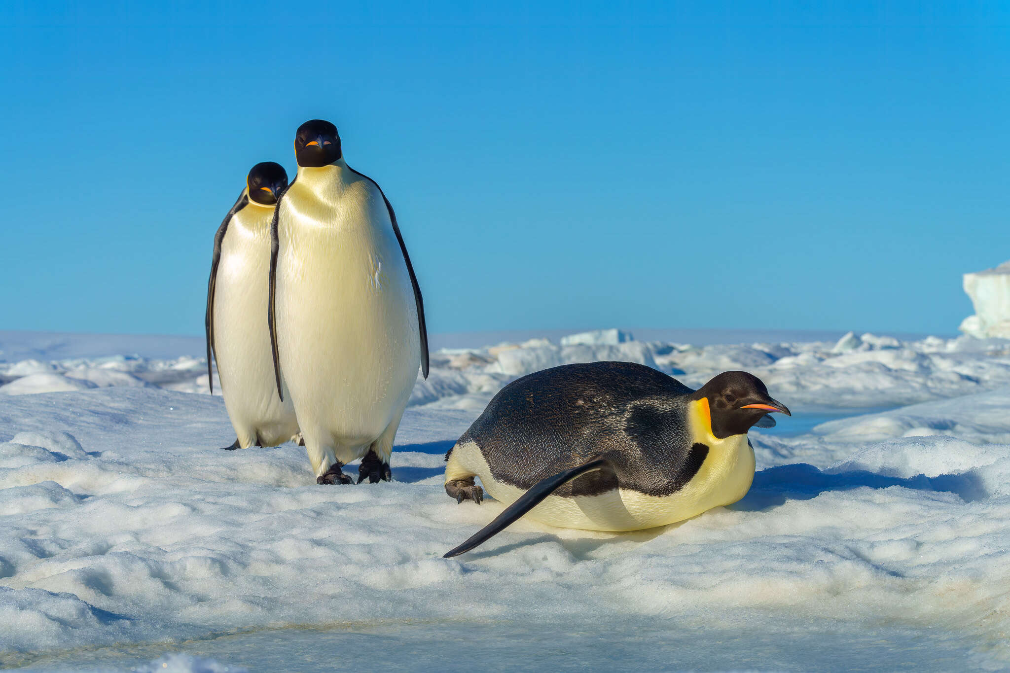 Image of Emperor Penguin