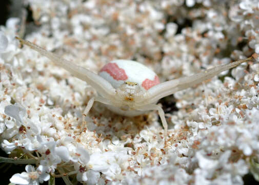 Image of Flower Crab Spiders