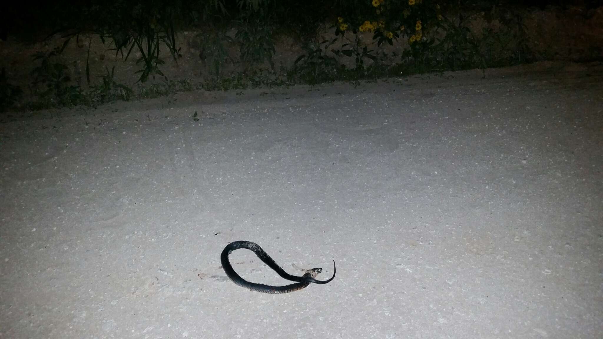 Image of Indigo Snake