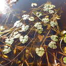 Image of floating marsh marigold