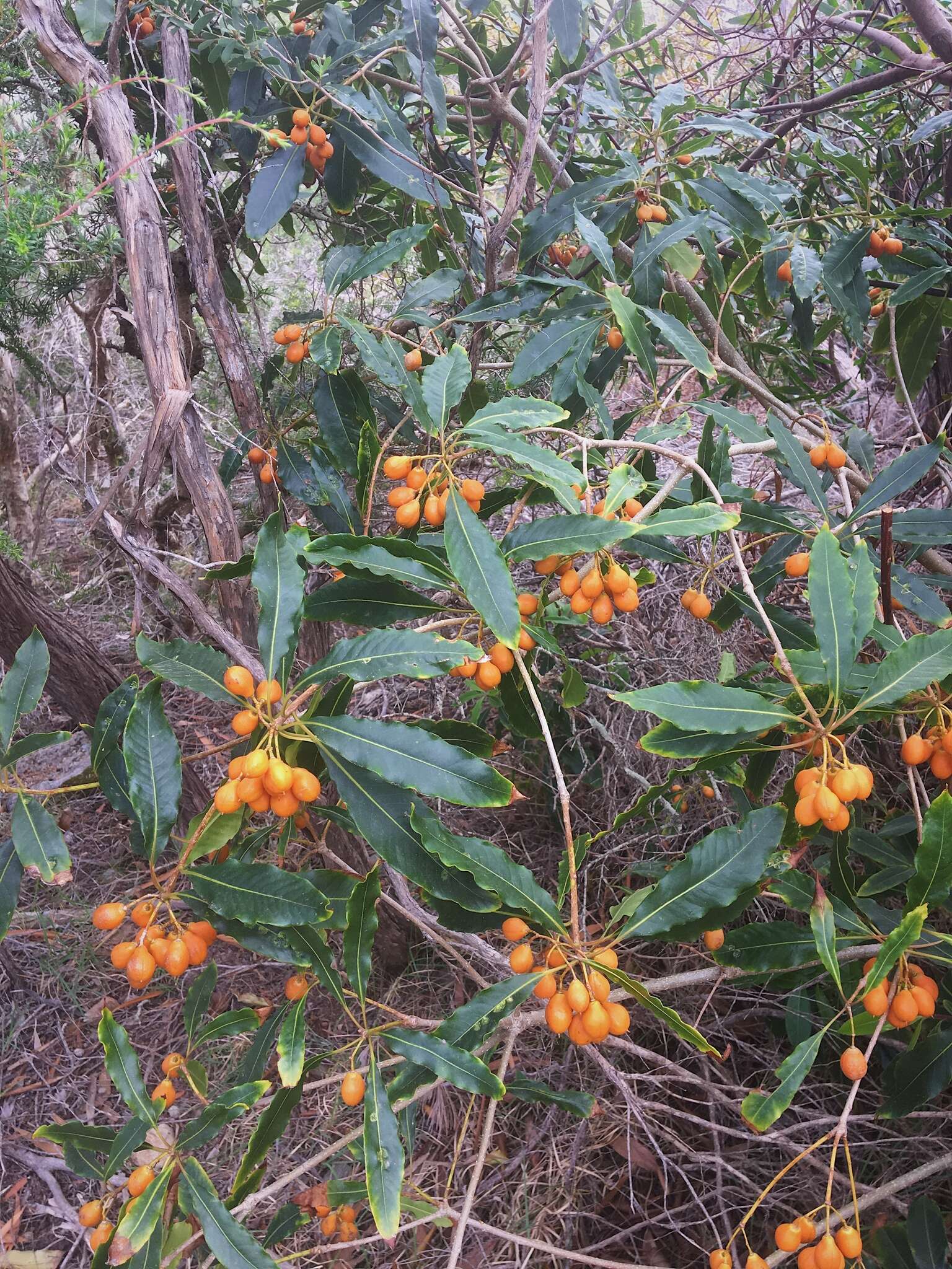 صورة Pittosporum undulatum Vent.