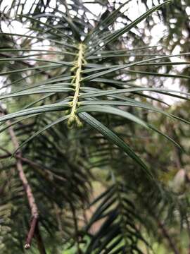 Imagem de Cephalotaxus fortunei Hook.