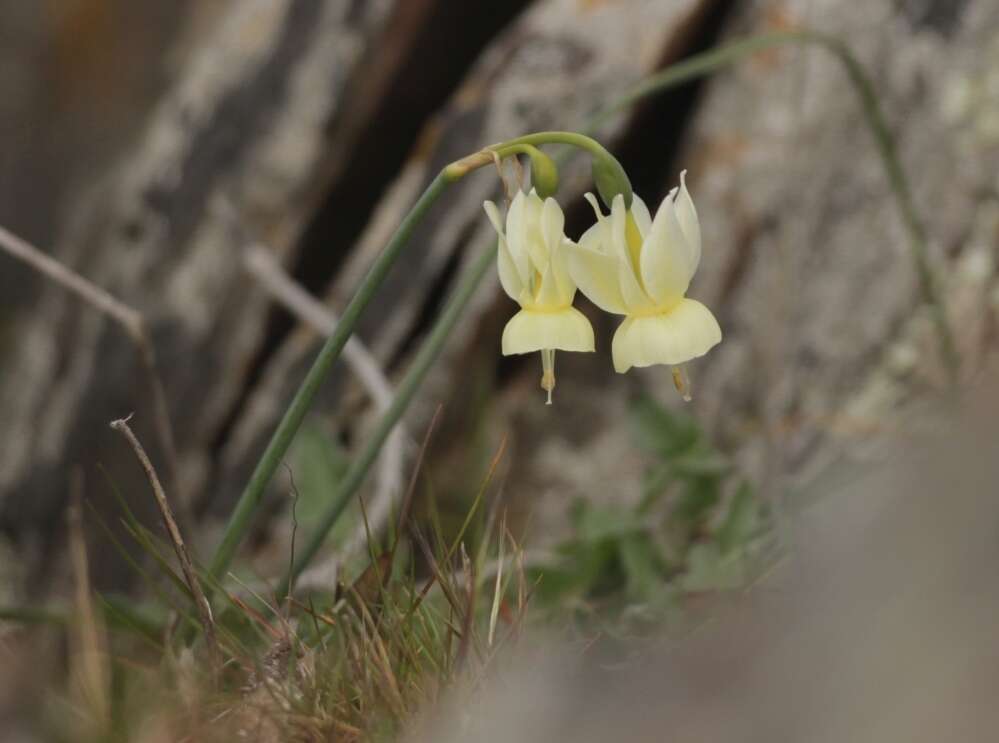 Image de Narcissus triandrus L.