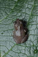 Image of Raorchestes griet (Bossuyt 2002)