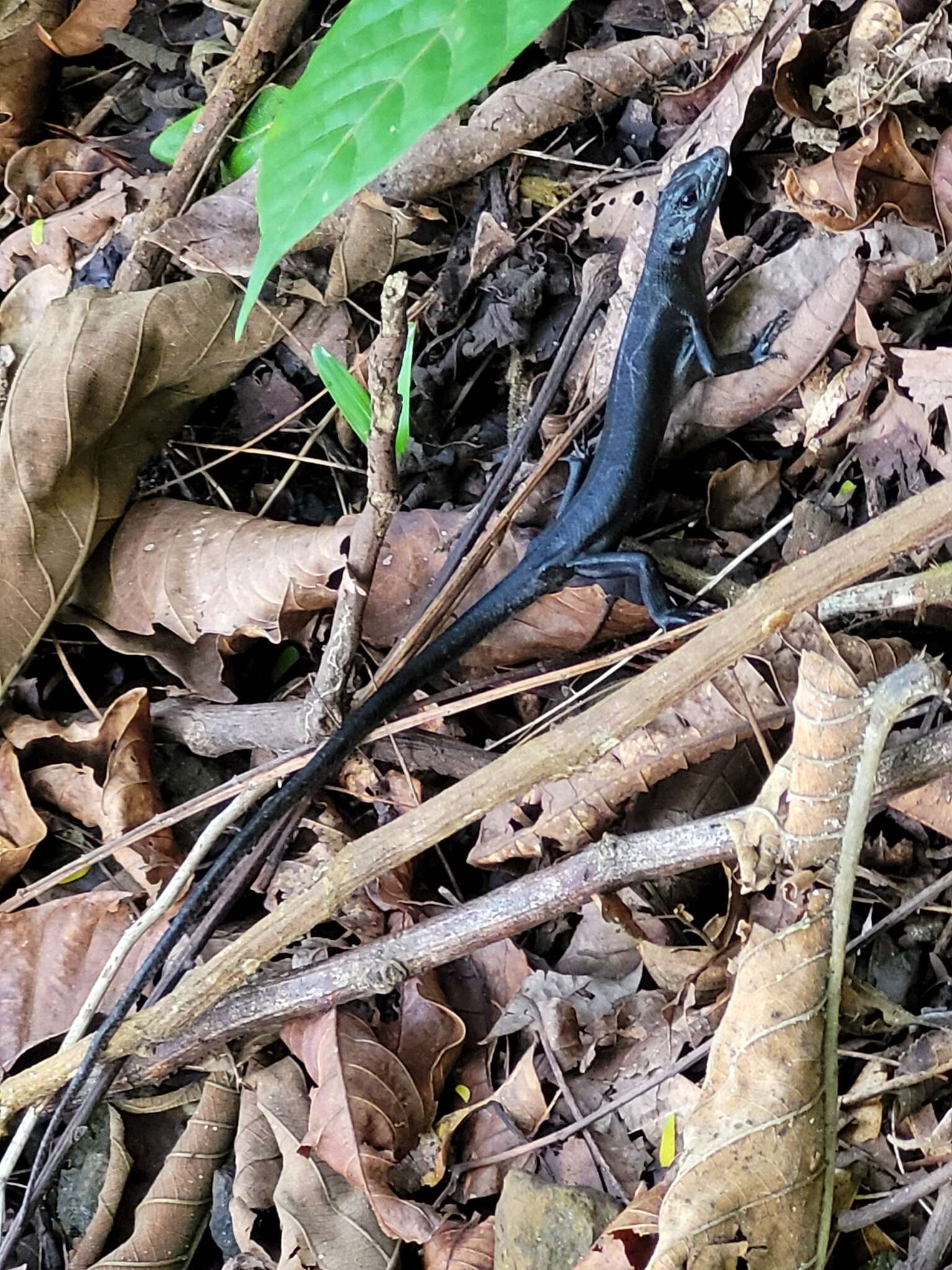 Image of Black Emo Skink