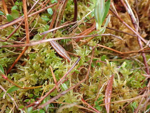 Sphagnum tenellum Bridel 1819的圖片