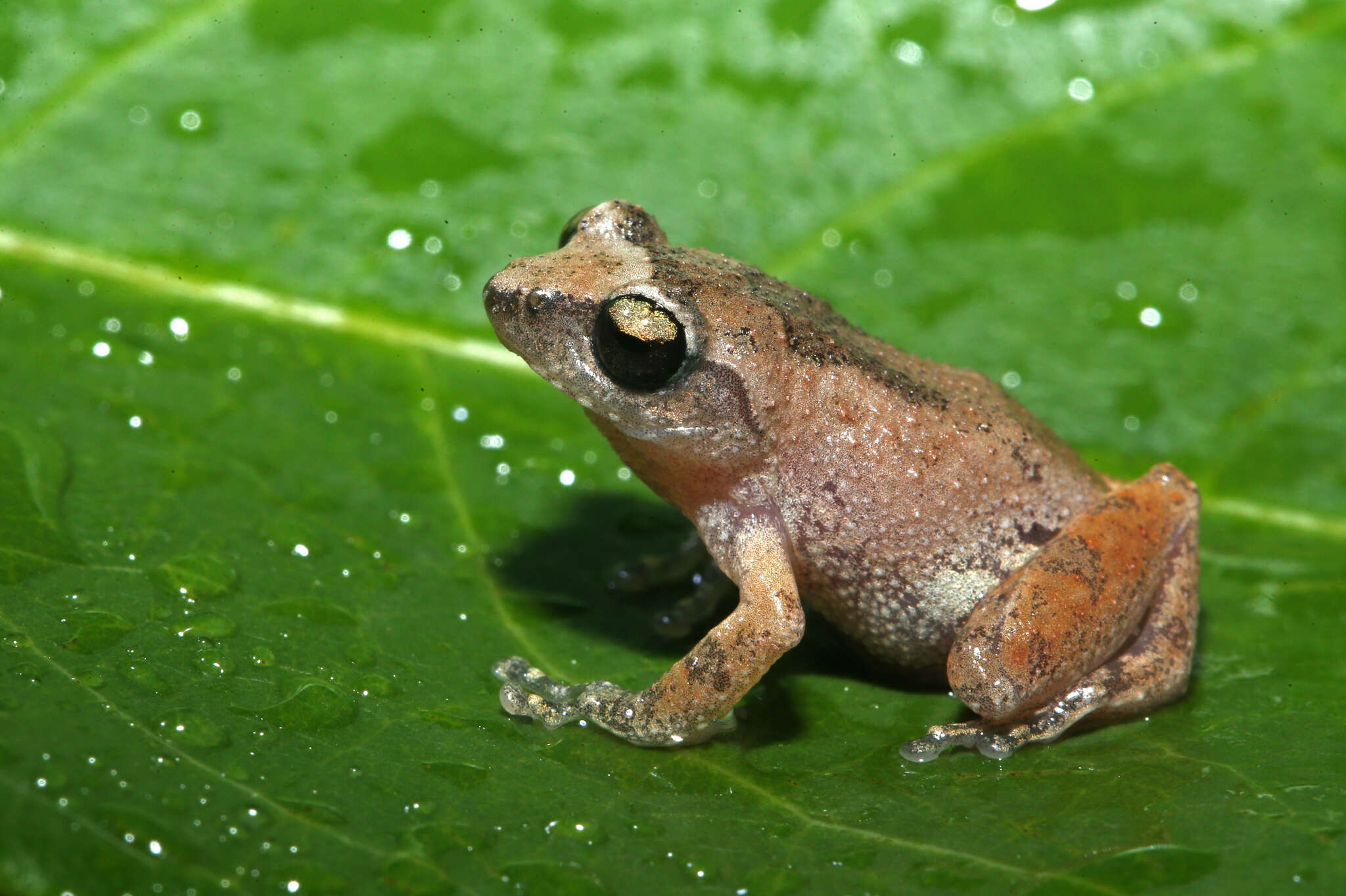 Image of Coonoor Bush Frog