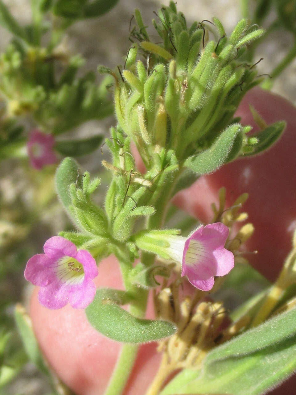 Image of Havard's fiddleleaf