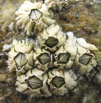 Image of Acorn barnacle