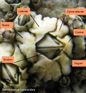 Image of Acorn barnacle