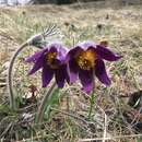 Слика од Pulsatilla montana (Hoppe) Rchb.