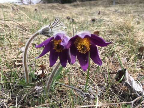 صورة Pulsatilla montana (Hoppe) Rchb.