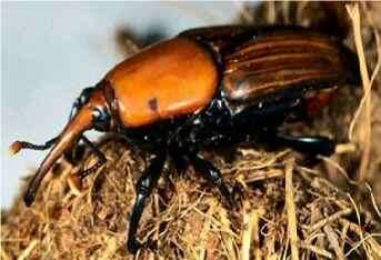 Image of Red palm weevil