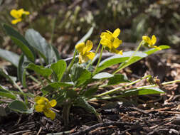 Image of Baker's violet