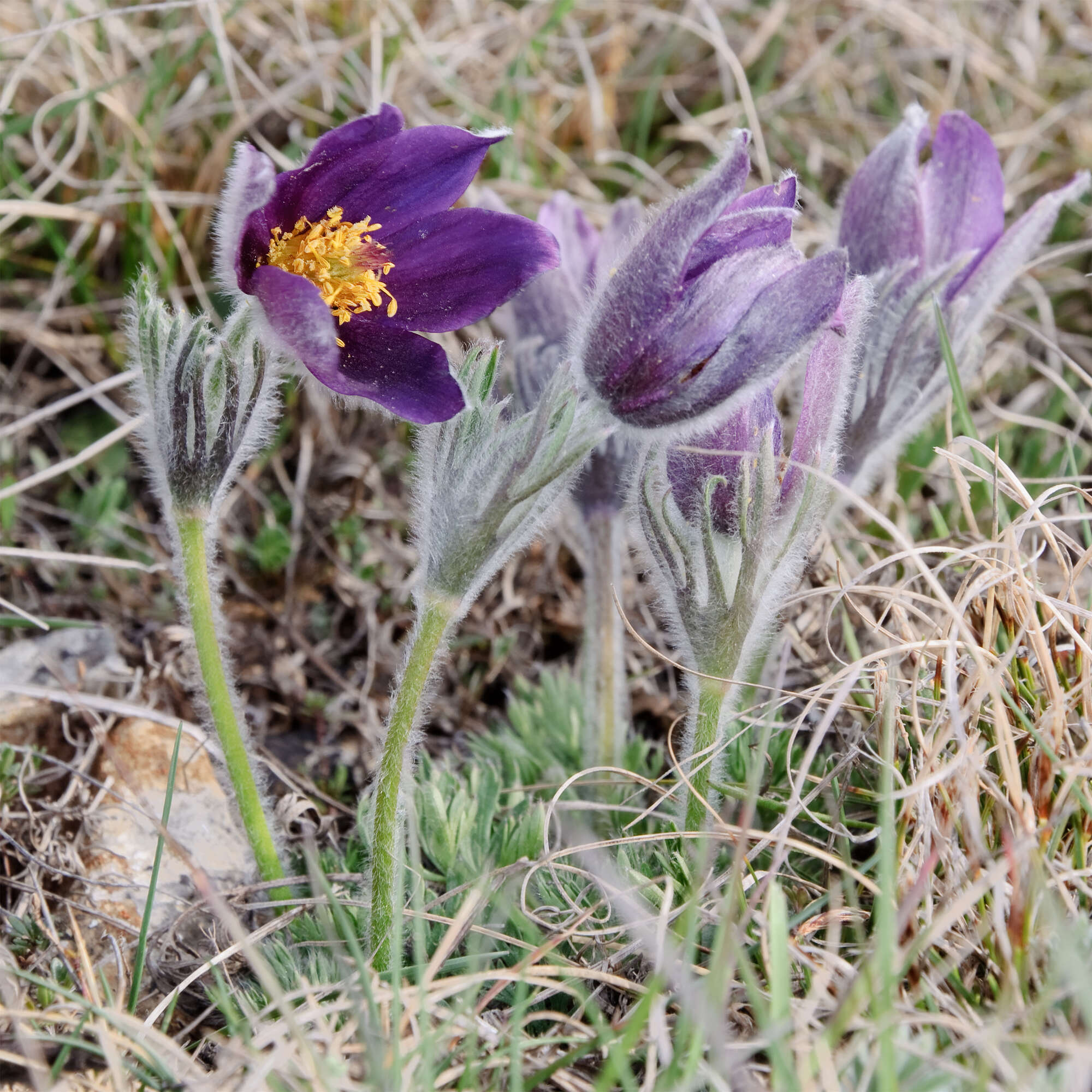 Image of European pasqueflower