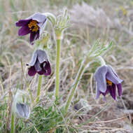 Imagem de Pulsatilla vulgaris Miller