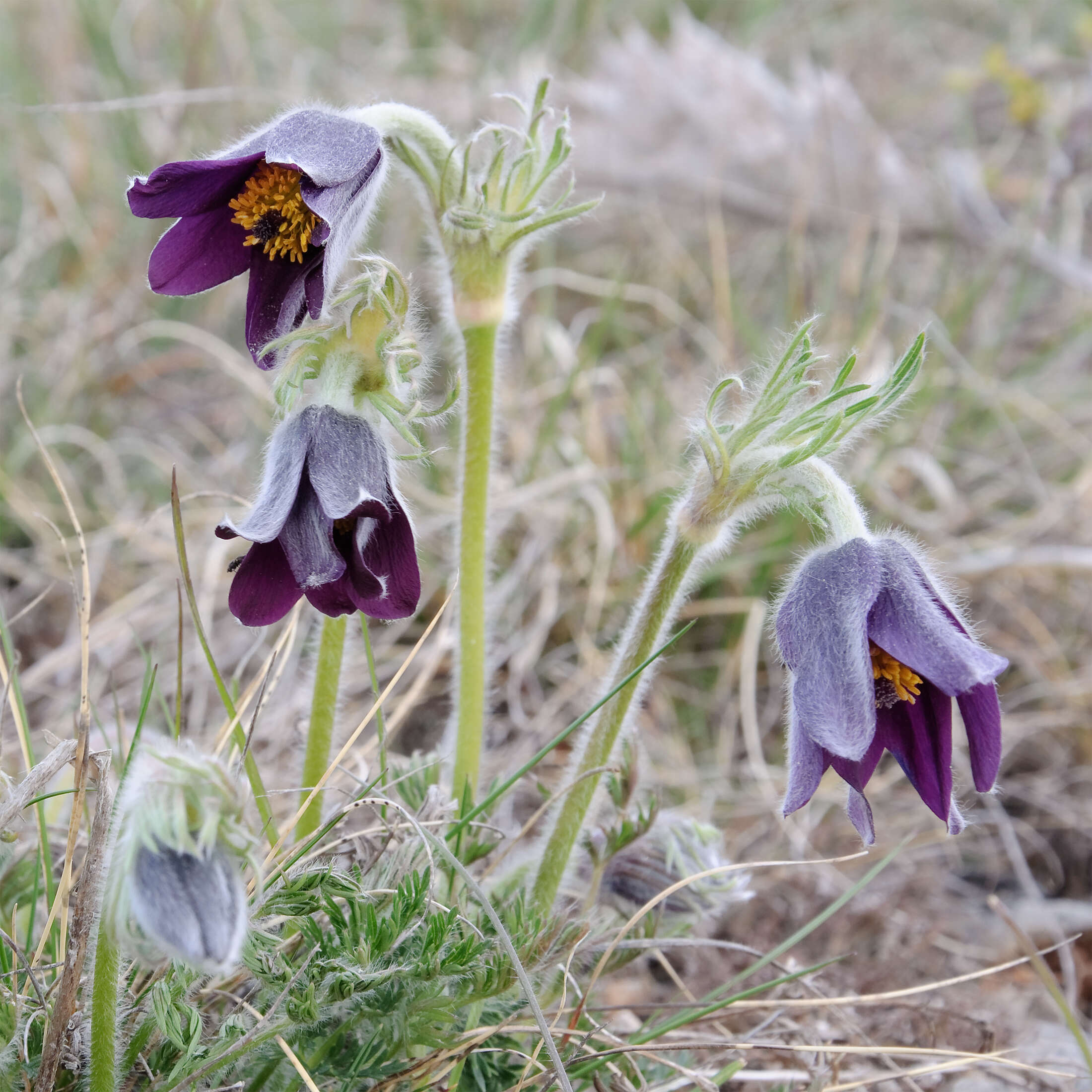 Imagem de Pulsatilla vulgaris Miller