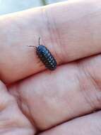 Image of Armadillidium traiani Demianowicz 1932