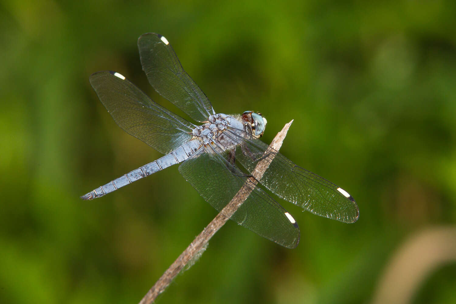 Image of Comanche Skimmer