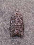 Image of Eastern Black-headed Budworm Moth