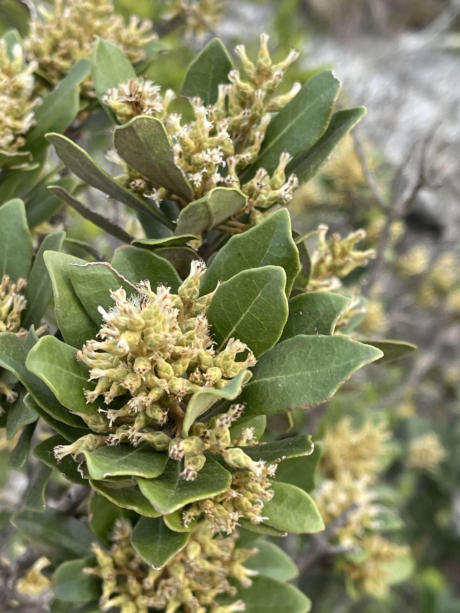 Image of Brachylaena glabra (L. fil.) Druce