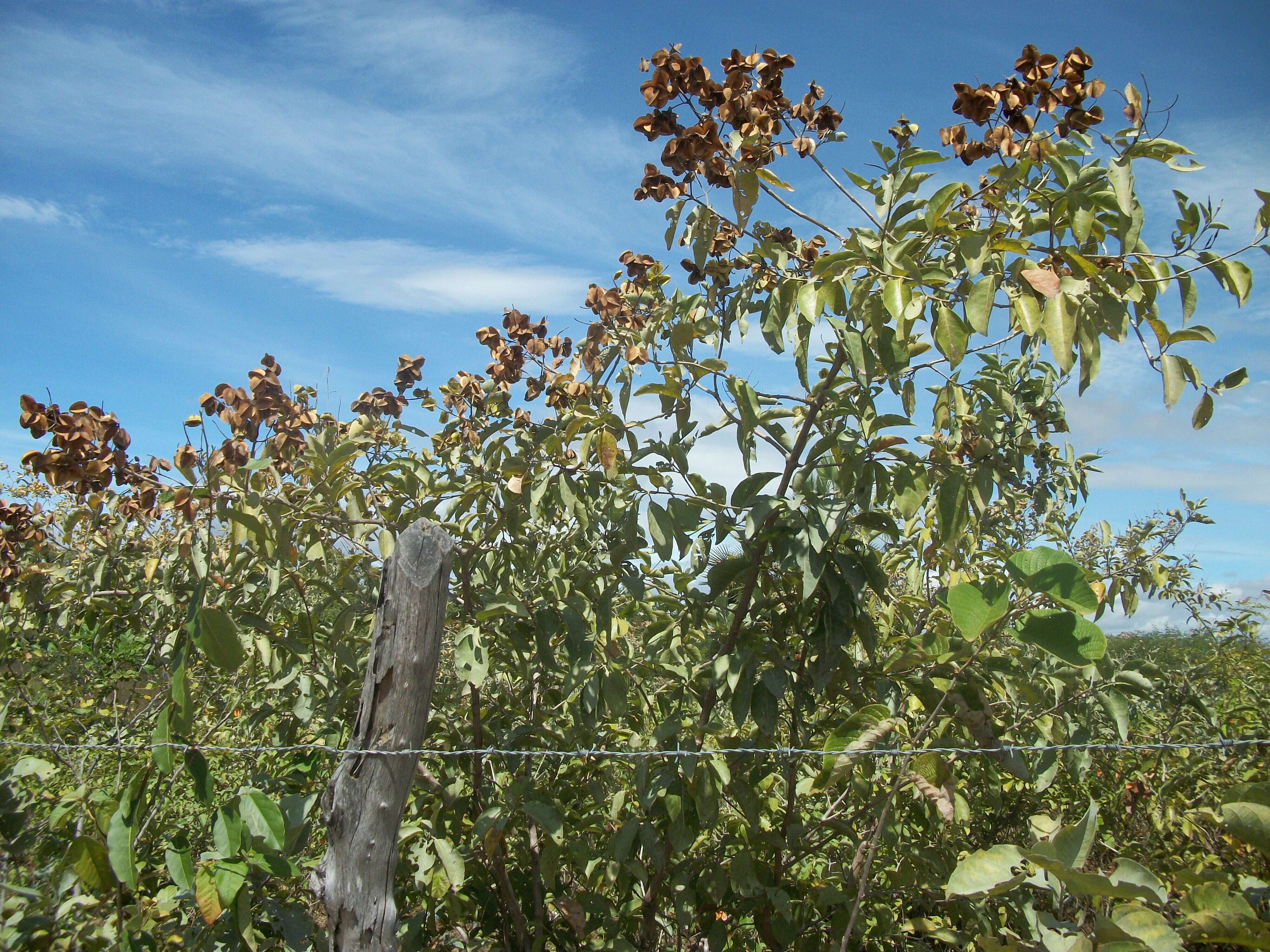 Image of Combretum leprosum Mart.