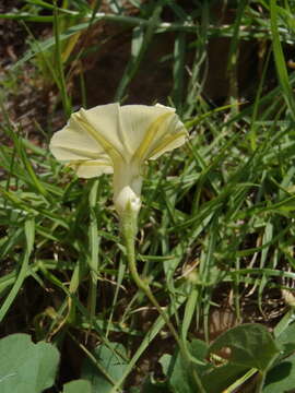 Image of Obscure Morning Glory