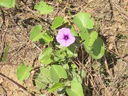 Image of ginger-leaf morning-glory