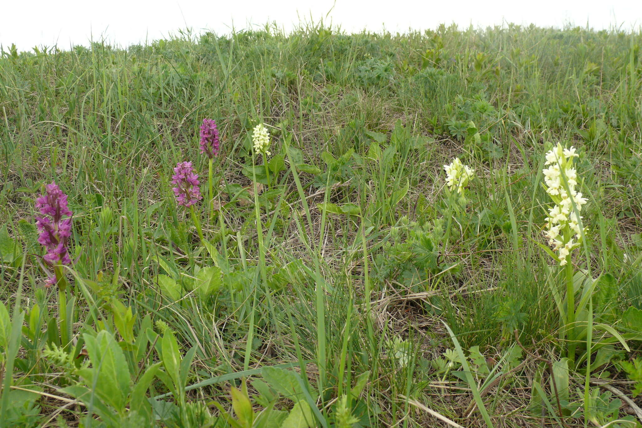 Image de Dactylorhiza romana subsp. georgica (Klinge) Soó ex Renz & Taubenheim