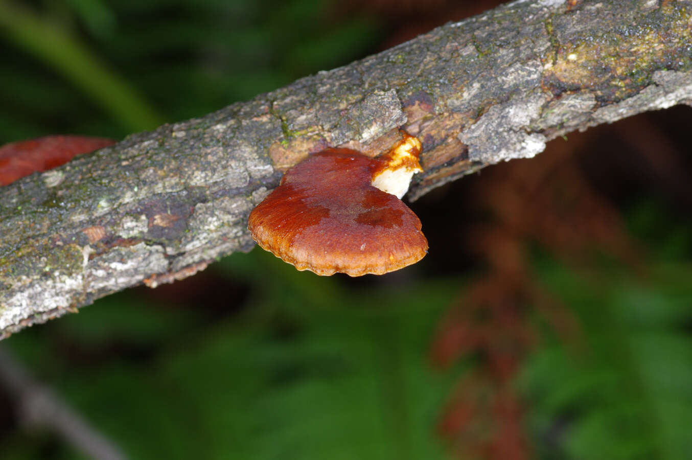 Image de Polyporus hypomelanus Berk. ex Cooke 1886