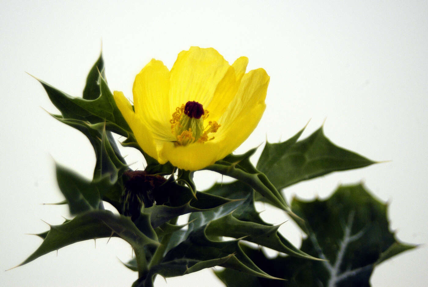 Image of Mexican pricklypoppy