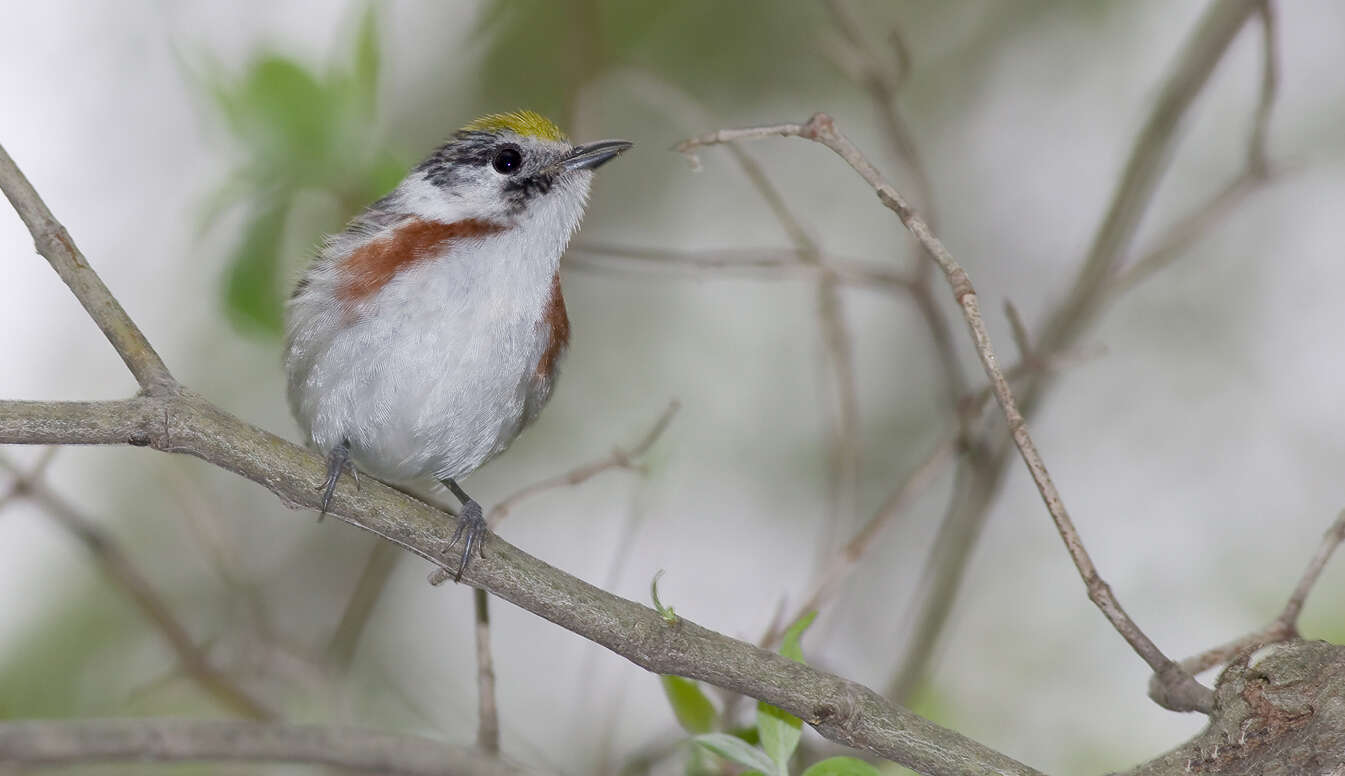 Image of Chestnut-sided Warbler