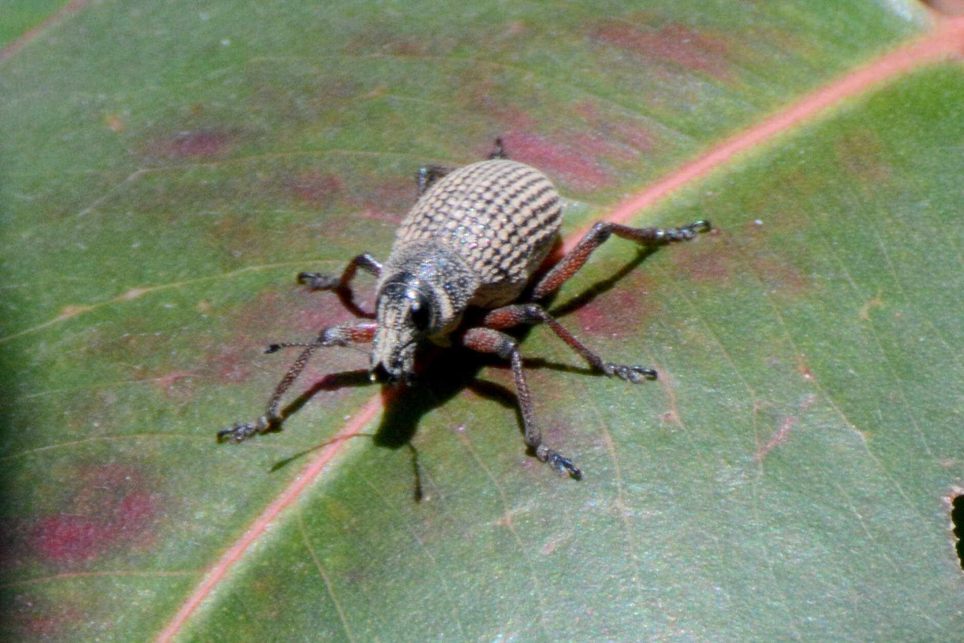 Image of Catasarcus cygnensis R. T. Thompson 1968