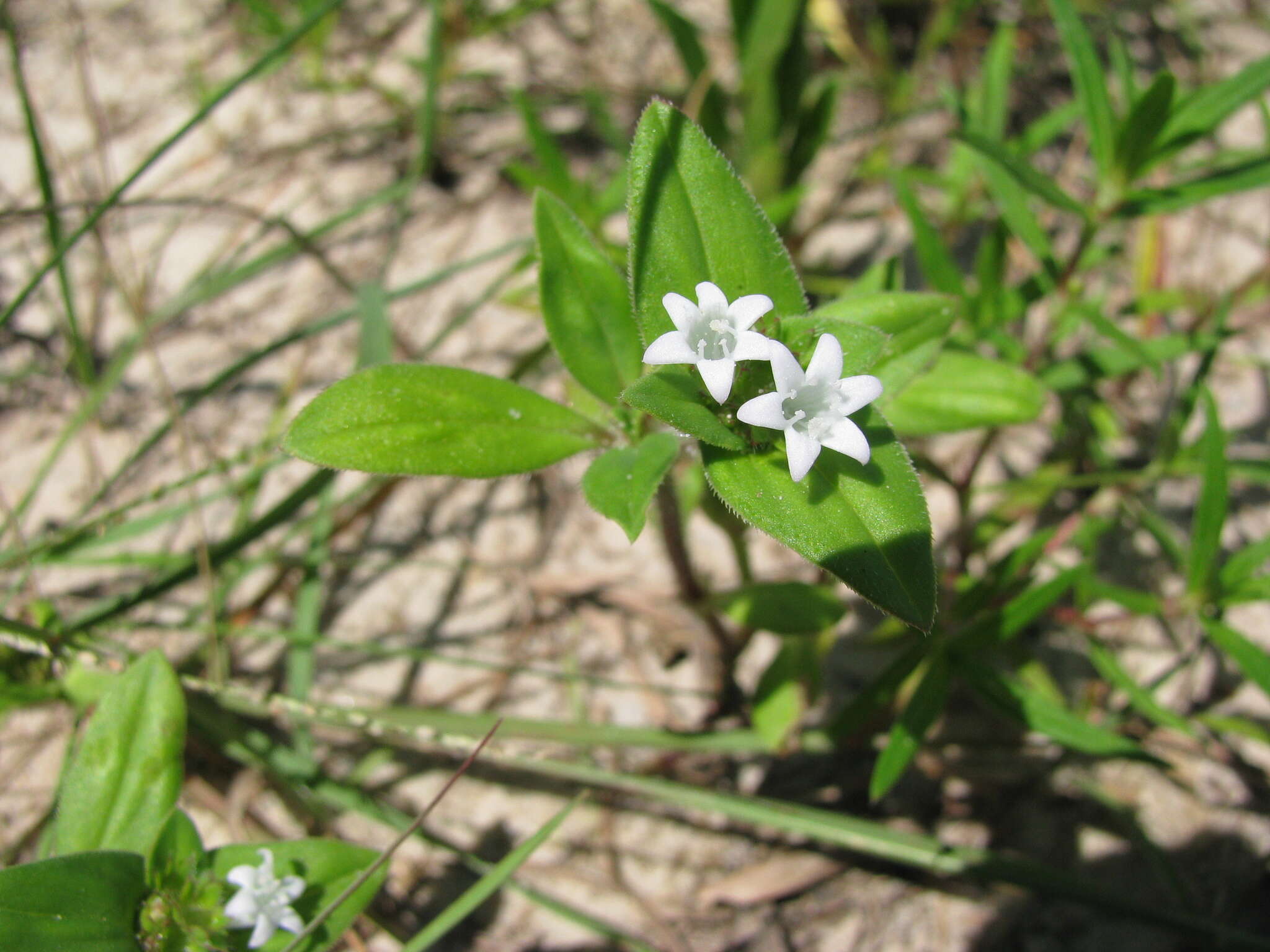 Image of rough Mexican clover