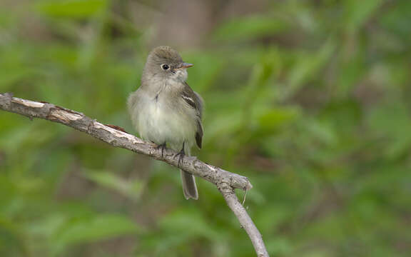 Image of Acadian Flycatcher