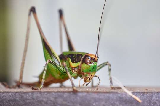 Image of Eupholidoptera chabrieri (Charpentier 1825)