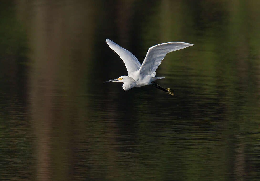 Image of Egretta Forster & T 1817