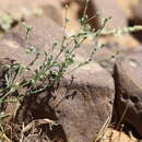 Image of Polycarpaea robbairea subsp. robbairea