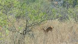 Image of Four-horned Antelopes
