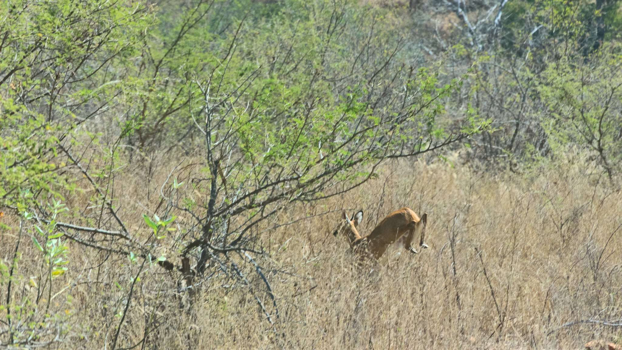 Image of Four-horned Antelopes
