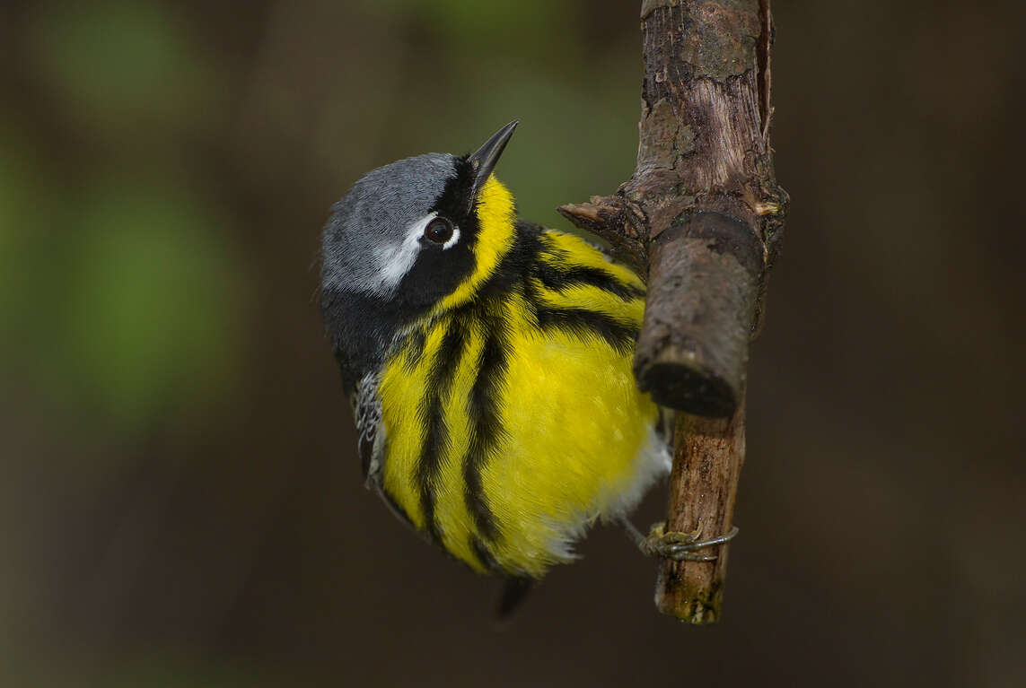 Image of Magnolia Warbler