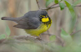 Слика од Cardellina canadensis (Linnaeus 1766)