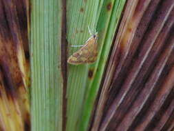 Image of Pyrausta phoenicealis Hübner 1818